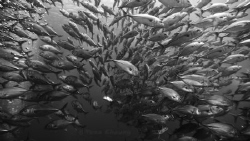 Jackfish @ Anilao by Taco Cheung 